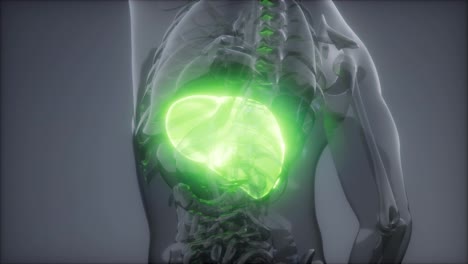 Radiologieuntersuchung-Der-Menschlichen-Leber